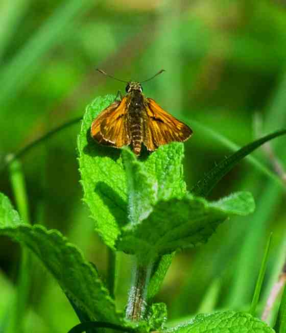 ochlodes sylvanus